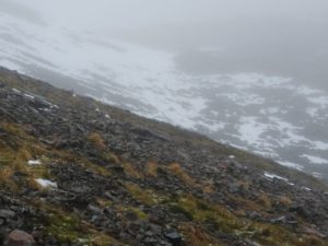 Ptarmigan